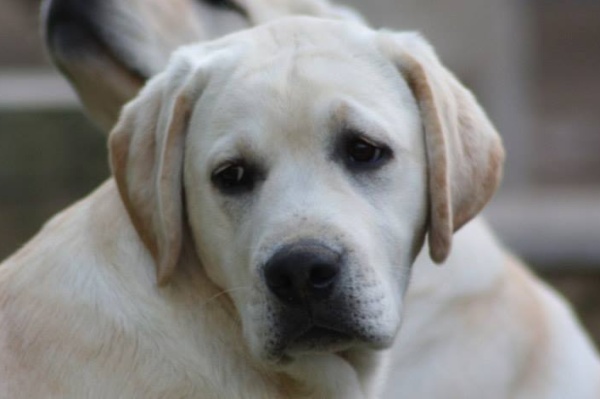 Kimbajak Labrador Retriever Tank aged 6 Months